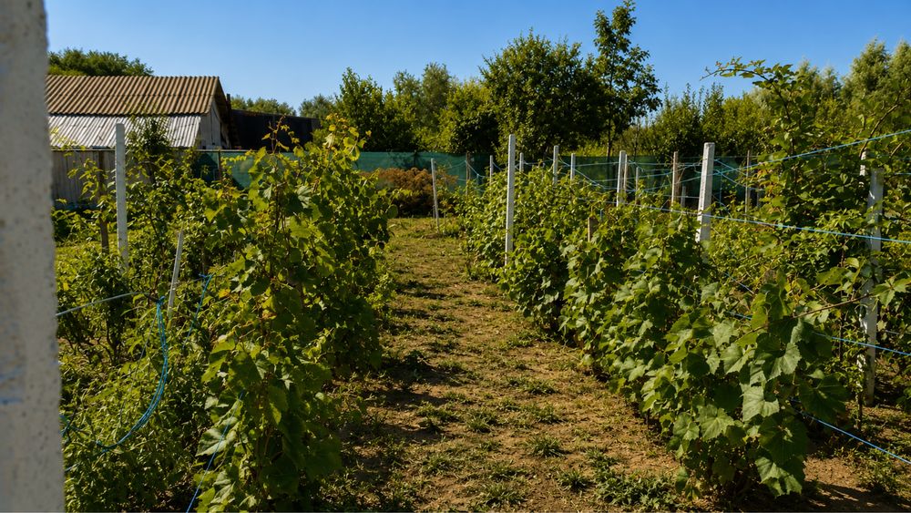 Casă + teren ~5.000 mp, livadă și anexe – Dragomirești, Vaslui