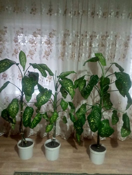 Продам цветы Диффенбахия