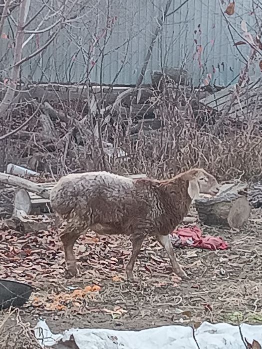 Продам два барана.