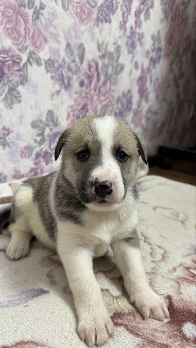 Пристраивается малышка - Зефирка , девочка.