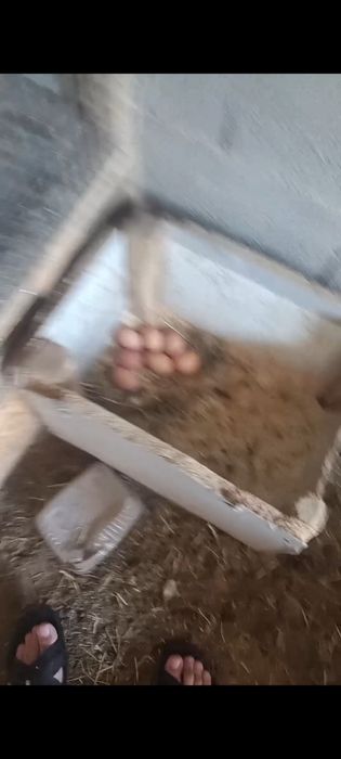 Продам курей и петуха.