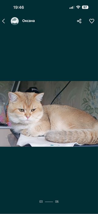 Шикарные коты Шиншиллы на вязку