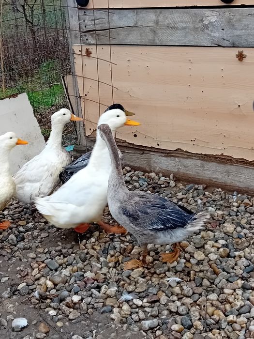 Rata peking . De vanzare