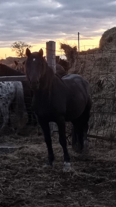 Айғыр сатылады..