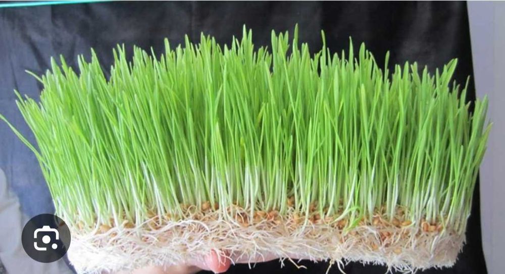 Продам гидропонный корм