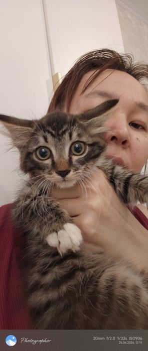 Милый котенок мальчик