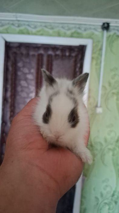 Продам кролика декоративные есть доставка