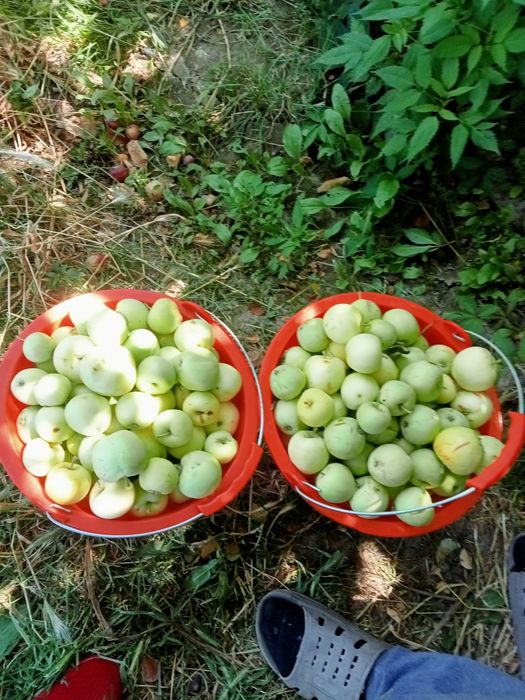 Продам дачу" Жемчужина"