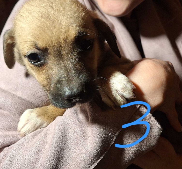 Catelusi pentru adoptie