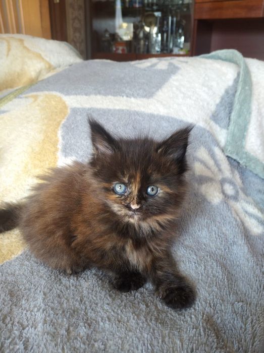 Продам очаровательных котят Мейн-кун