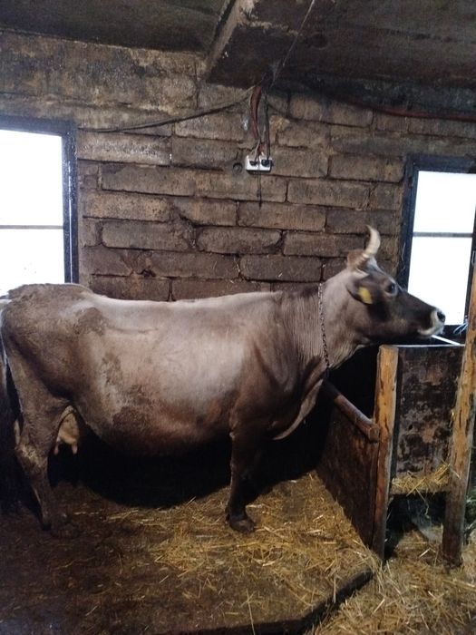 Продава се крава