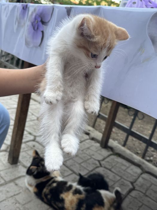 Отдам даром котят