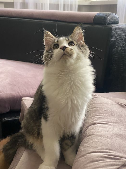 Котенок мейн кун