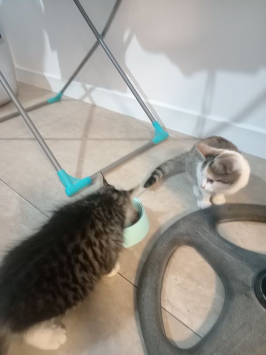 Отдам котят хорошие руки