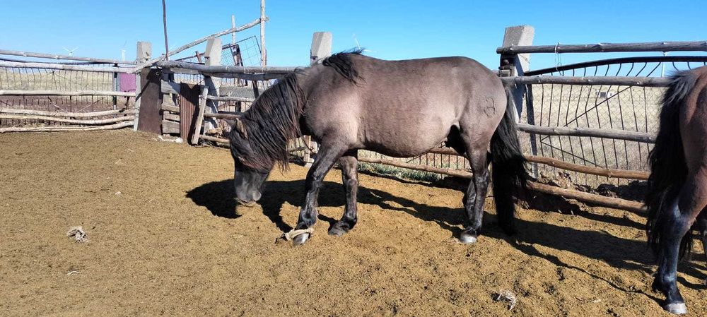 Продам жеребцов производителей