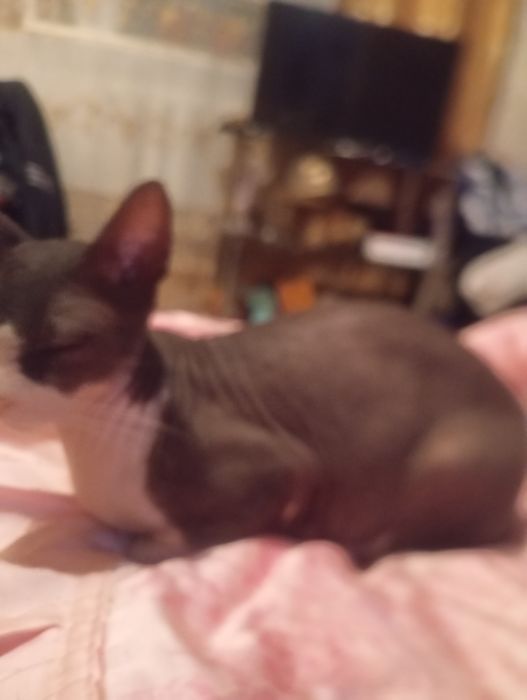 Сфинкс кошка  молодая