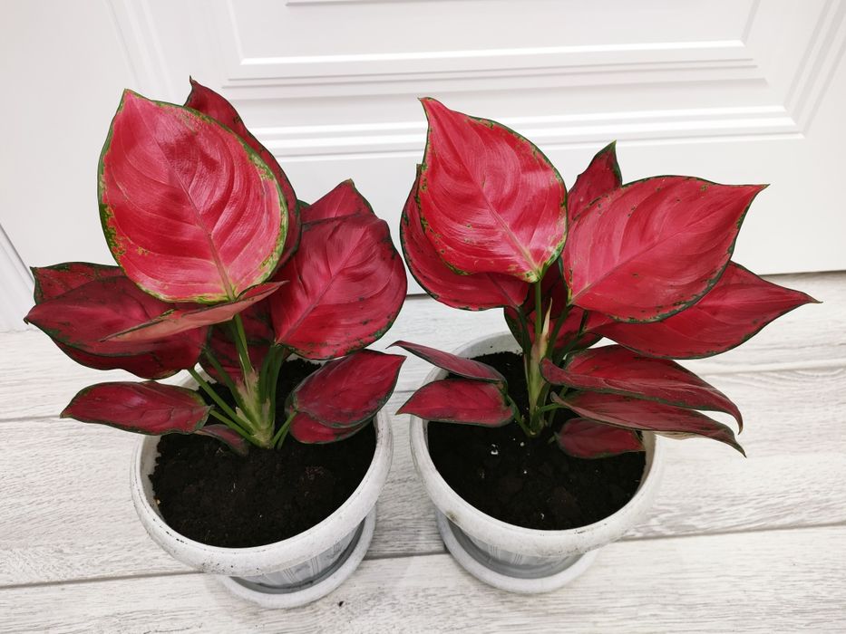 Цветы, растения. Доставка