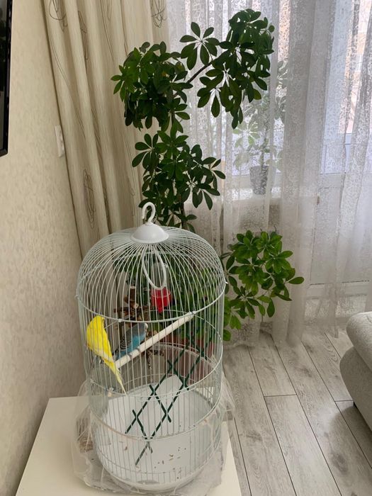 Продаются попугаи мальчик и девочка вместе с клеткой