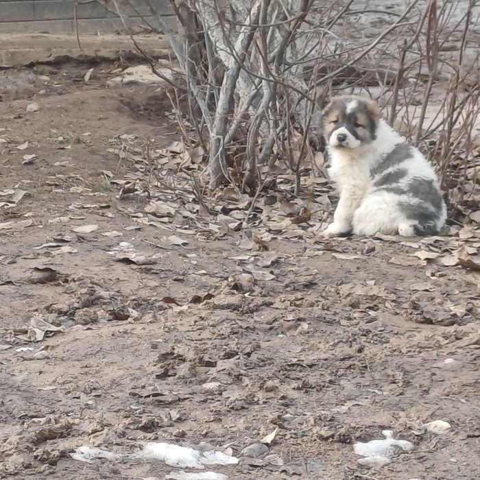 Алабаи еркек төбет