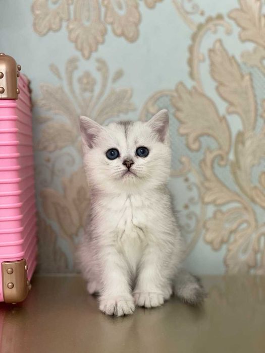 Toza zotli mushuklar sotiladi. Продаются чистокровные котята