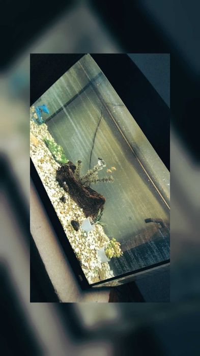Acvariu Juwel 92 cm