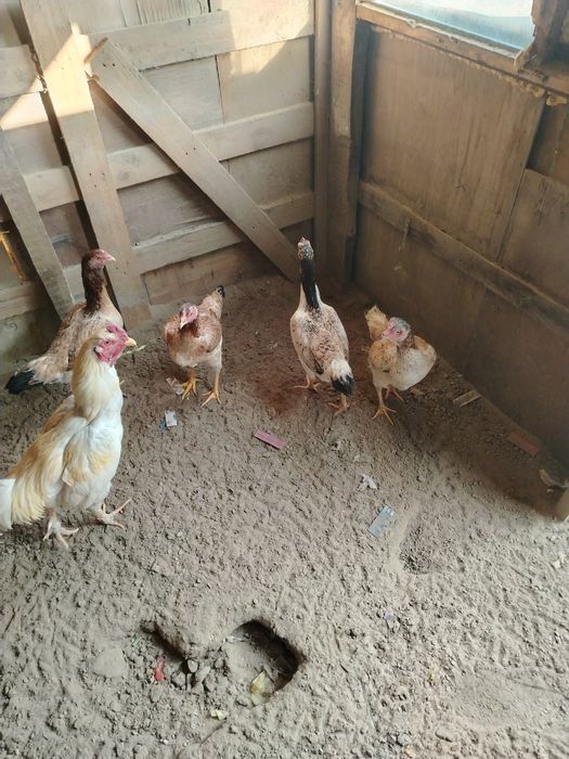 Даканы семья хороший кровей