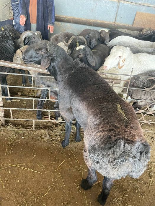 Кассоб хизмати. Барашки. Кучкорлар