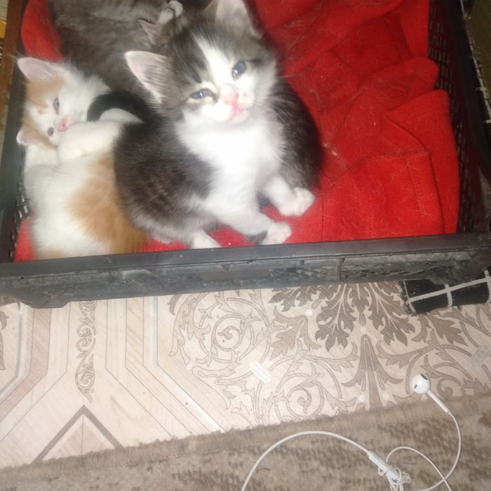 Срочно срочно отдам