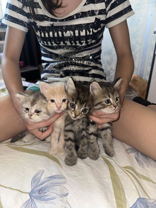 Отдам котят в хорошие руки