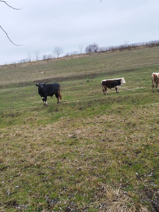 Vând doi tauri 20 kg