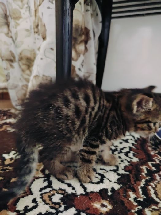 Котята  в добрые руки