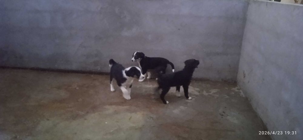 Собачки в добрые руки