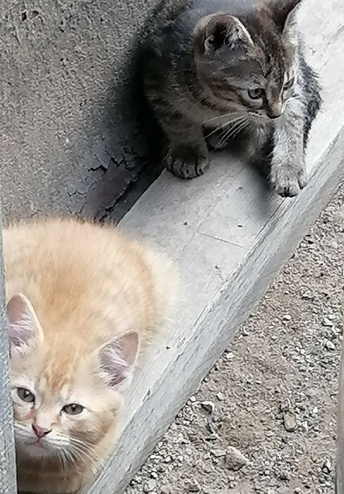 Gratuit ofer pui de pisică foarte drăguți și jucăuși