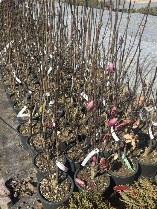 5 цвята магнолии , black tulip, sunraise,genie, yelow bird ,satisfact