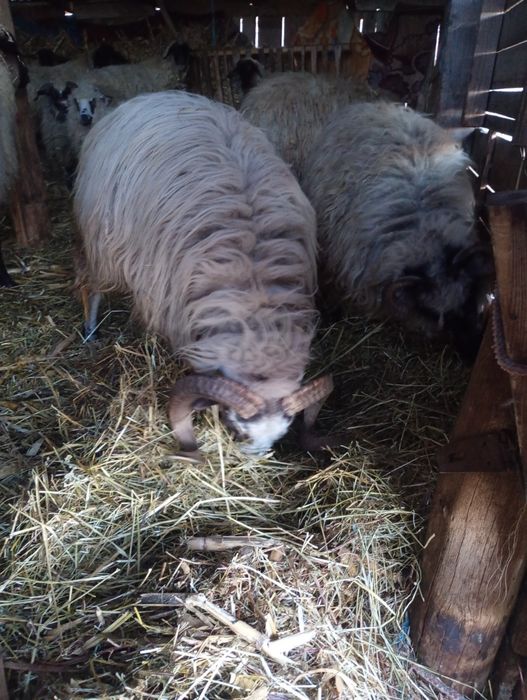 Vând berbec sau schimb