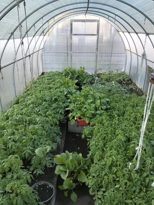 Продам рассаду (Помидоры, перец, баклажаны).