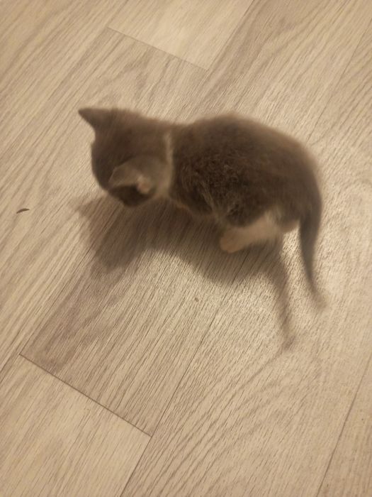Котенок домашний 500!