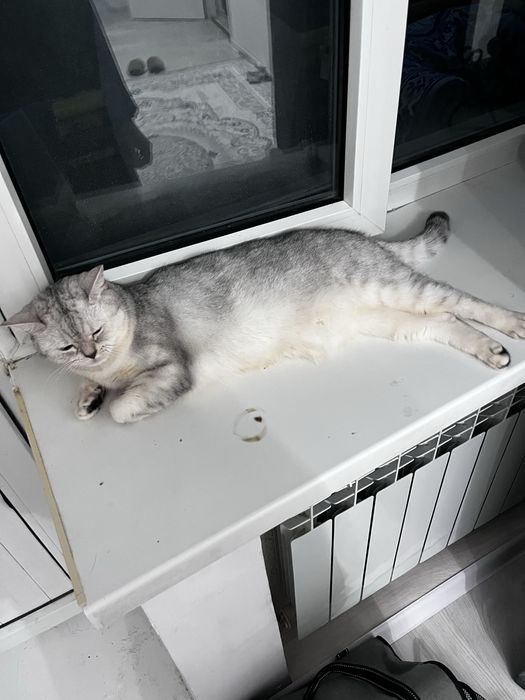 Отдам в добрые руки кошку