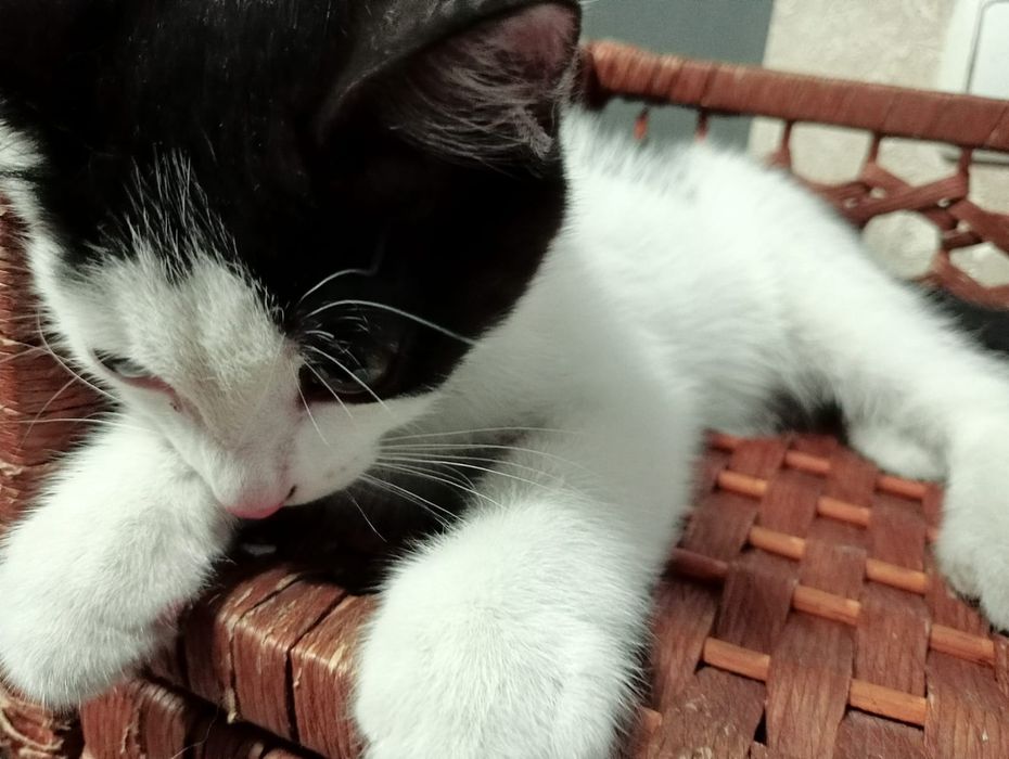 Отдам котёнка в добрые руки!