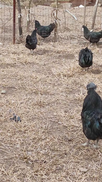 Оплодени яйца от аям кемани