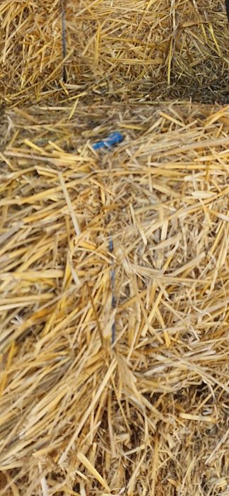 Vând baloti paie de ovăz