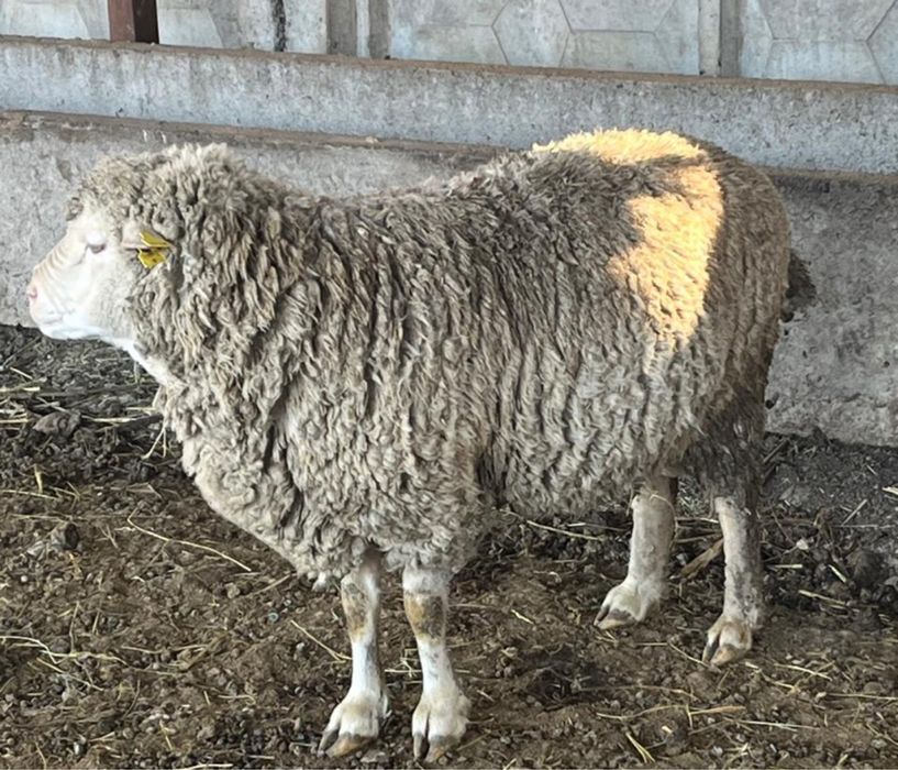 Қошқар меринос крупные