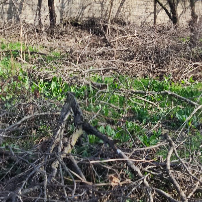 Сухие дрова фруктовых деревьев