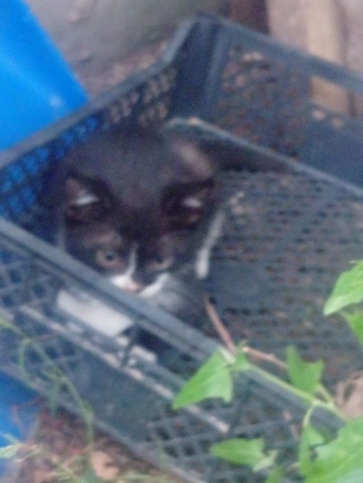 Котята ищут дом.