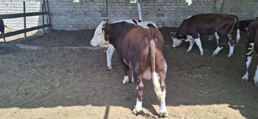 Buqala sotiladi rossiyadan opkelingan 30 bosh