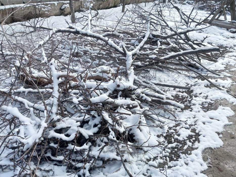 Отдам даром дрова