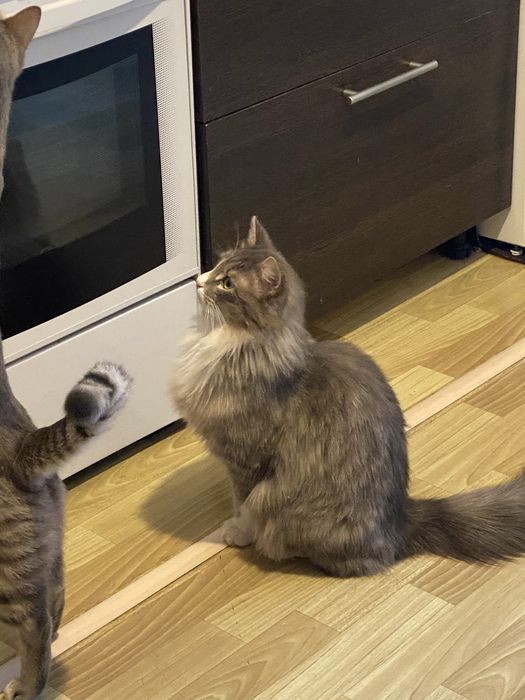 Умный интеллегентный кот ищет дом