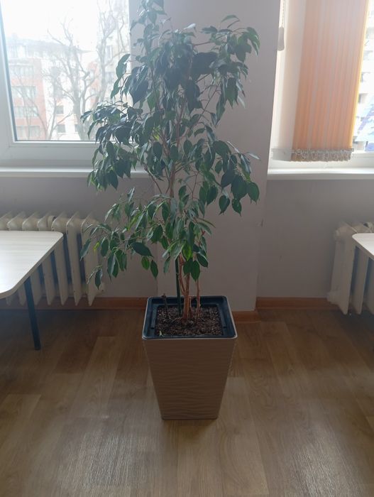 Дървета Бенджамин