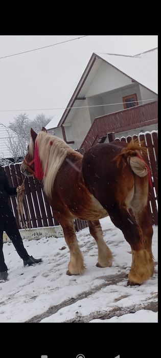 Vând mânz de 3 ani