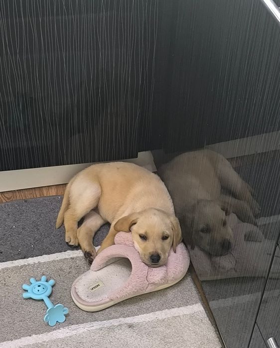 Лабрадор-ретривер